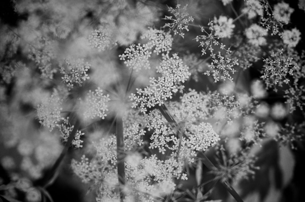 siyah-beyaz-fotograf-cicekler-1024x678 Siyah Beyaz Manzara Fotoğrafçılığı İçin 5 İpucu 